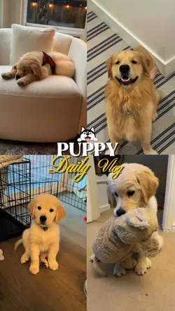 Puppy Daily Vlog