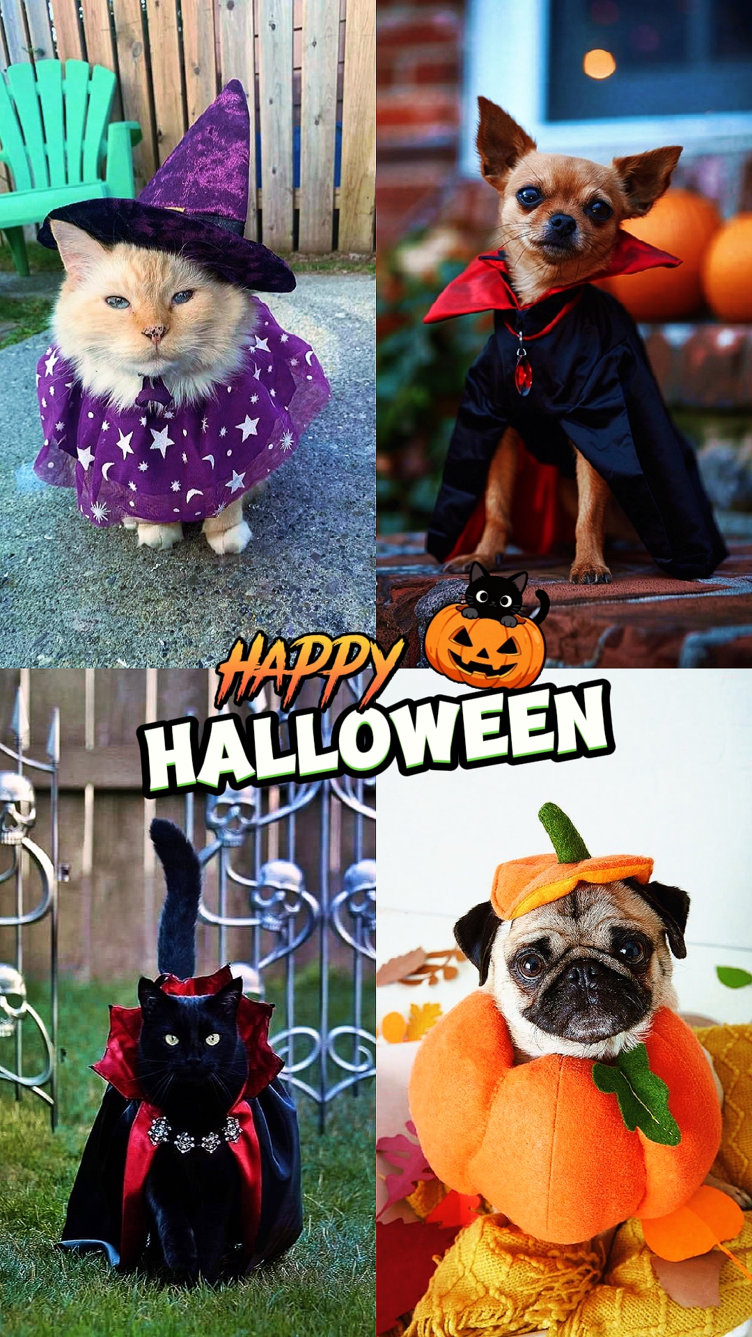 Linda mascota halloween