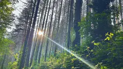 Nature Peace Jungle