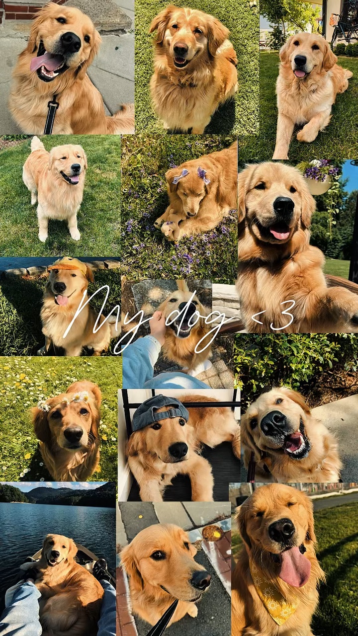 Mi perro