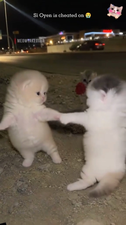 Cute Cat. Edit Text