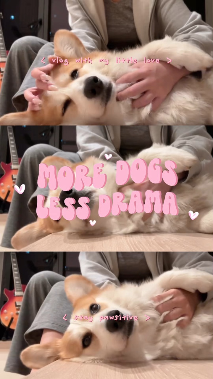 more dogs less drama
