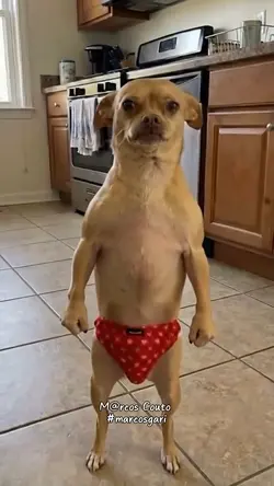 Meme do cachorro
