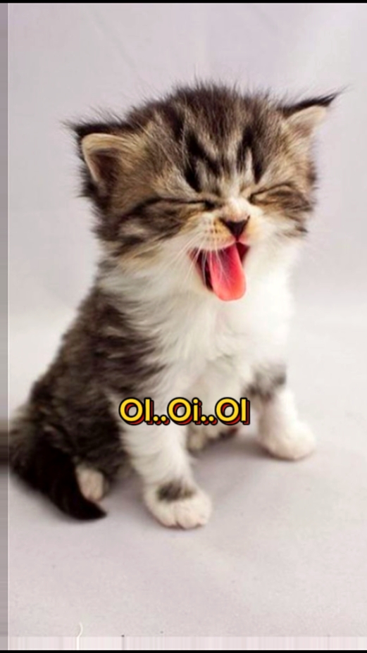 oi oi