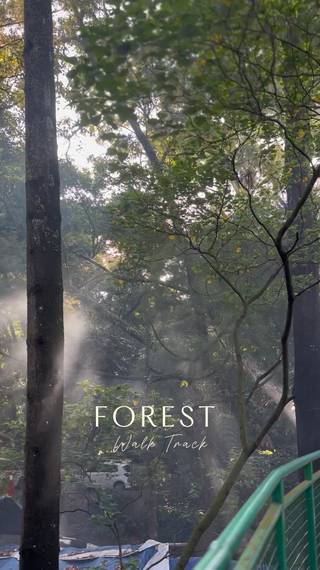 Caminhada na Floresta