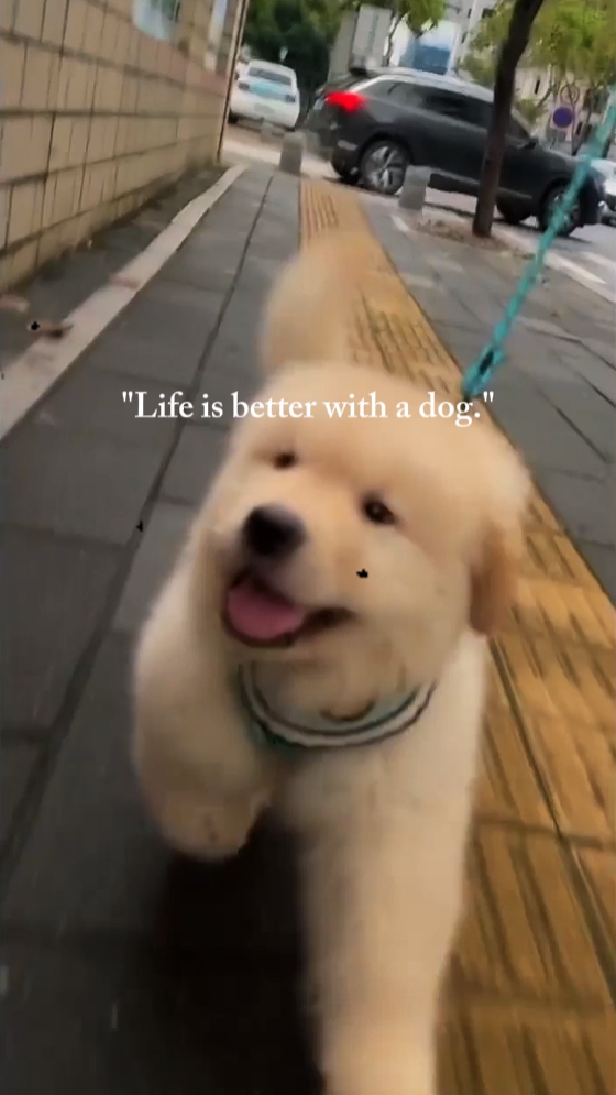 Slowmotion dog pet 