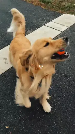 my dog