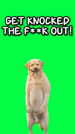 DOG KNOCK YOU OUT!