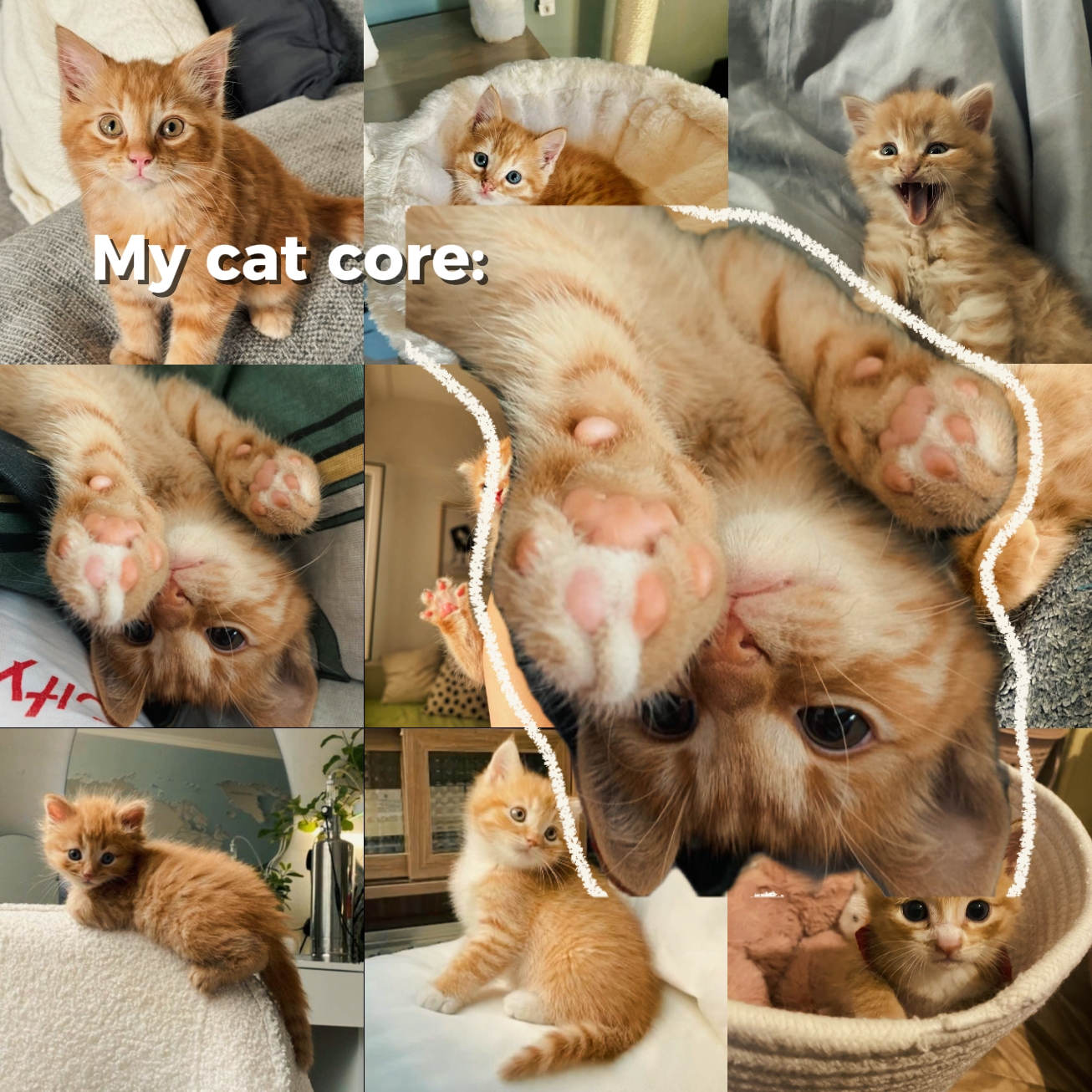 kedi çekirdeğim 