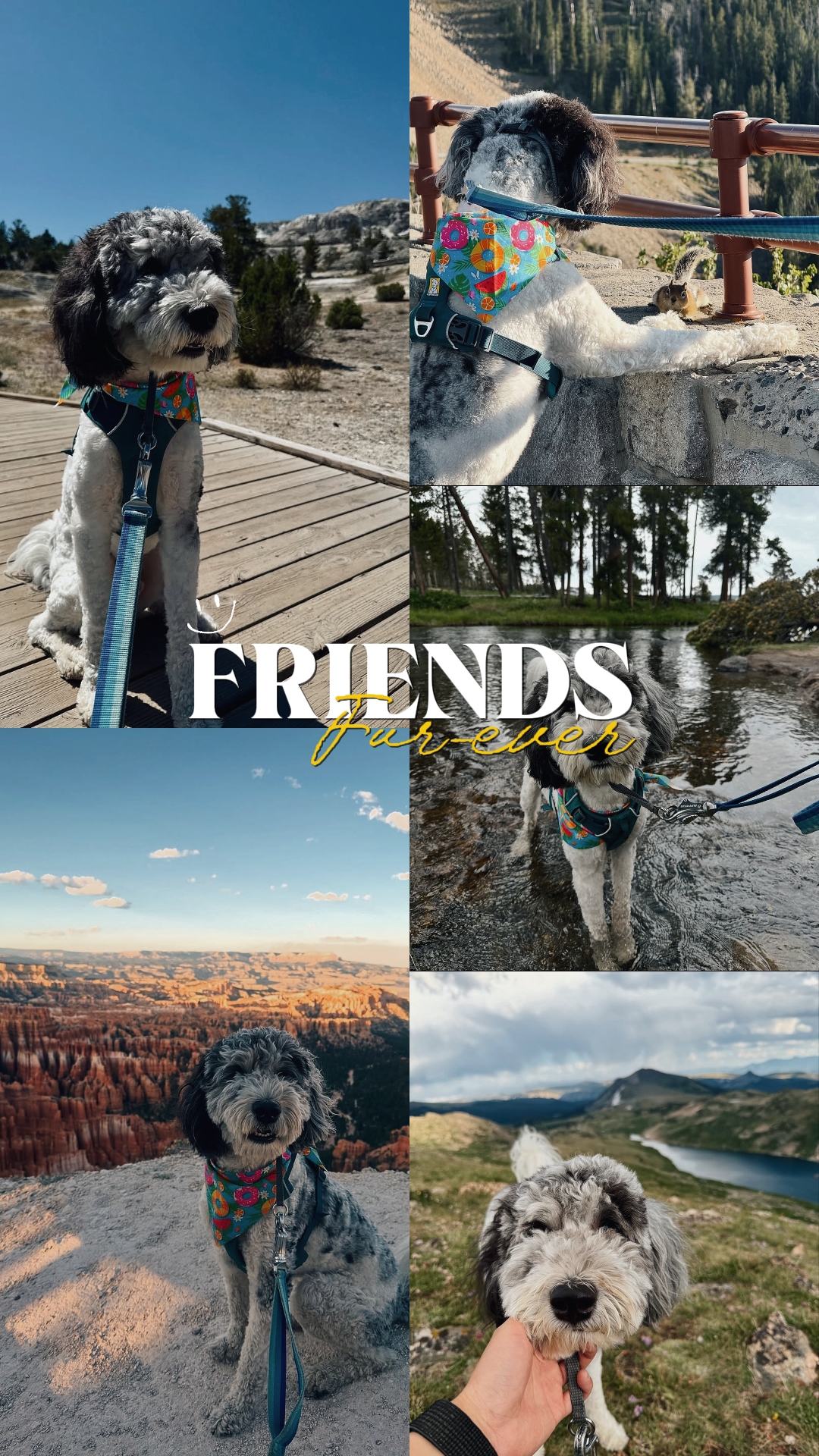 FRIENDS FUR-EVER