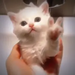 CAT EDIT
