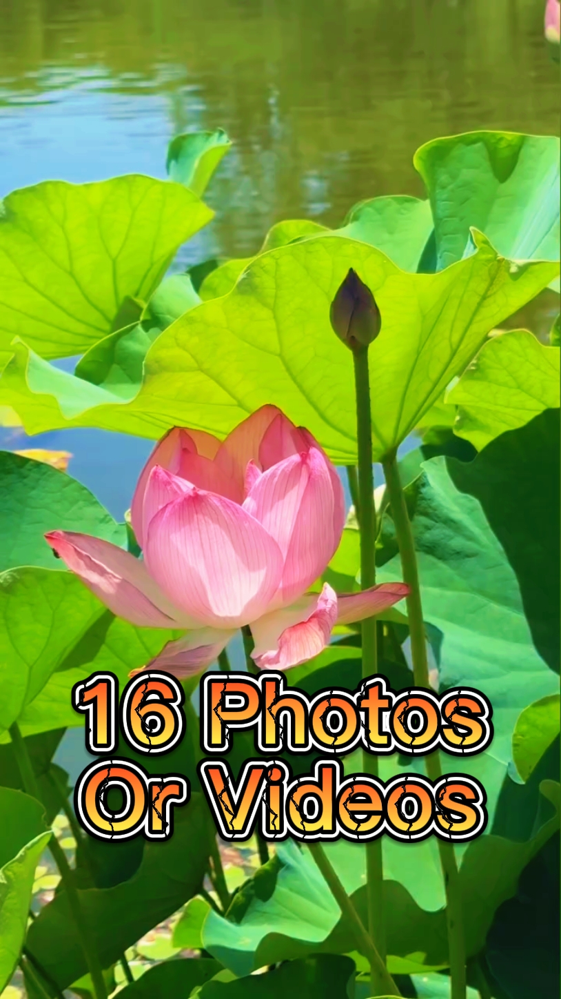 16 Diapositivas de fotos