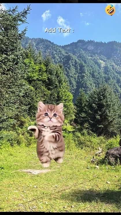 Chat mignon