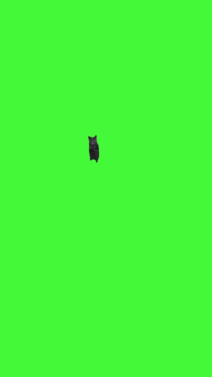 cat clapping 
