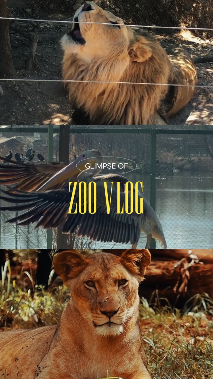 Vlog del zoológico
