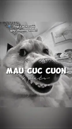 TOP CÁCH CƯỜI GÂY 