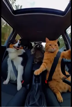 Cat racing 🙀🤣