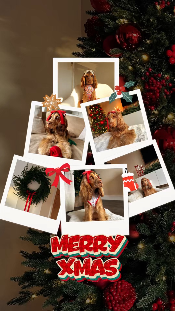 Feliz natal animal de estimação 