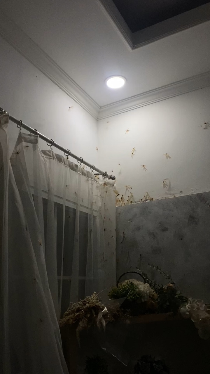 Korku şablonu