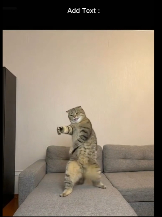 Cute singing cat 