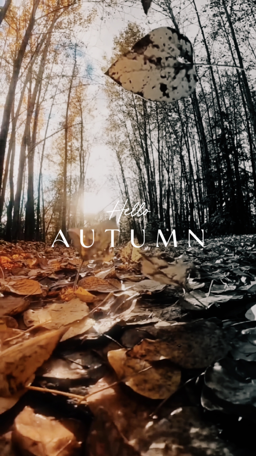 Bonjour l'automne 