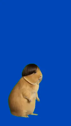 Hamster bailando