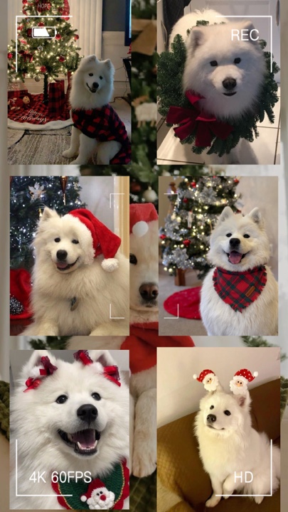 Christmas pet