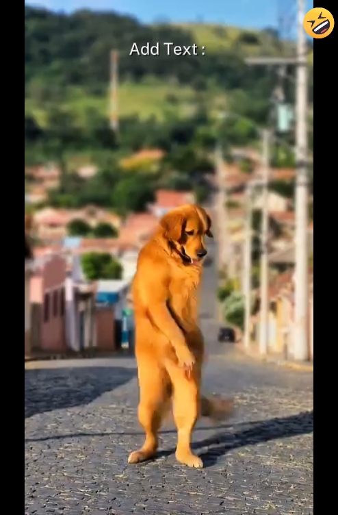 Perro Divertido '