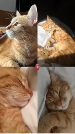Gatito 🐈