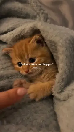 i love cats