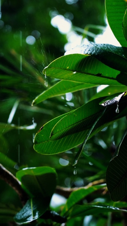 Naturaleza Cinemática