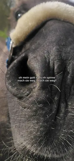 SPINNE/SPIDER