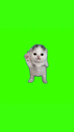 Japanese Kitten Meme