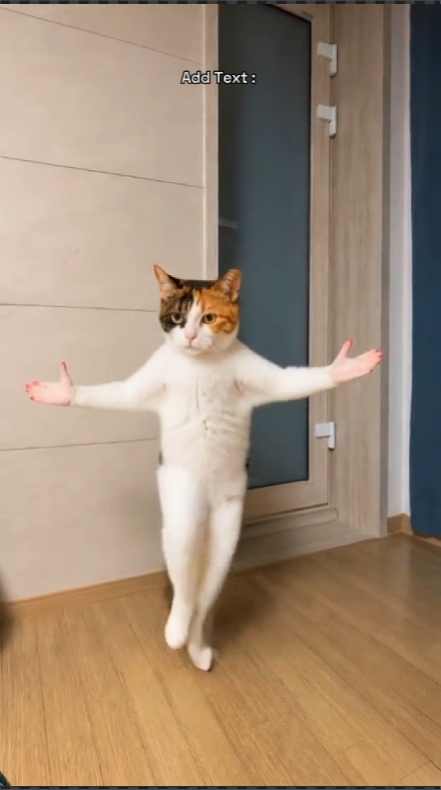 Gato de baile