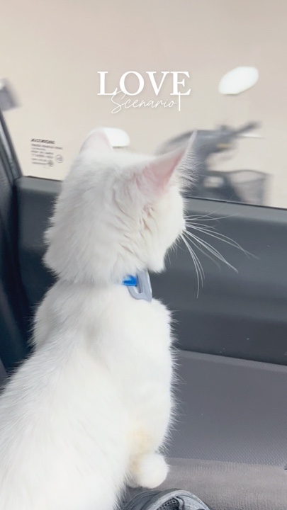 Scénario d'amour 😻 animaux