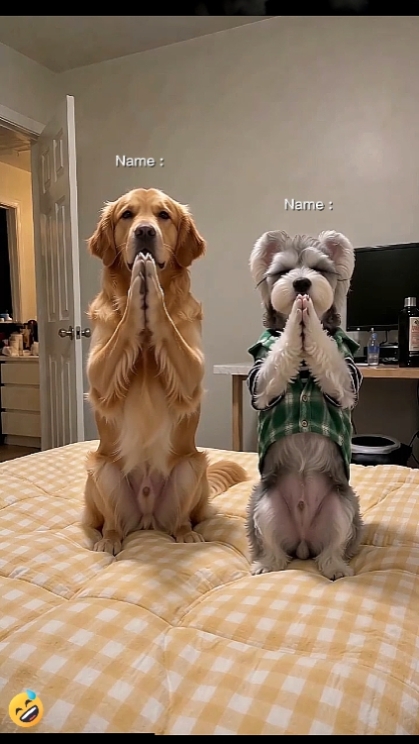 Funny Dog