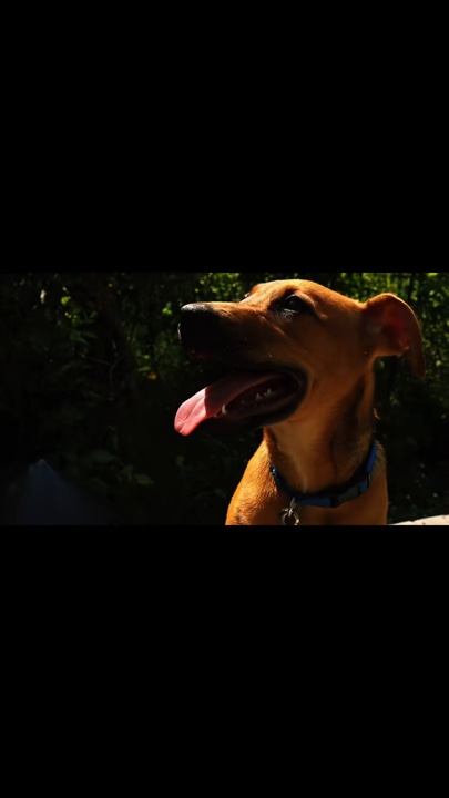 Dog love