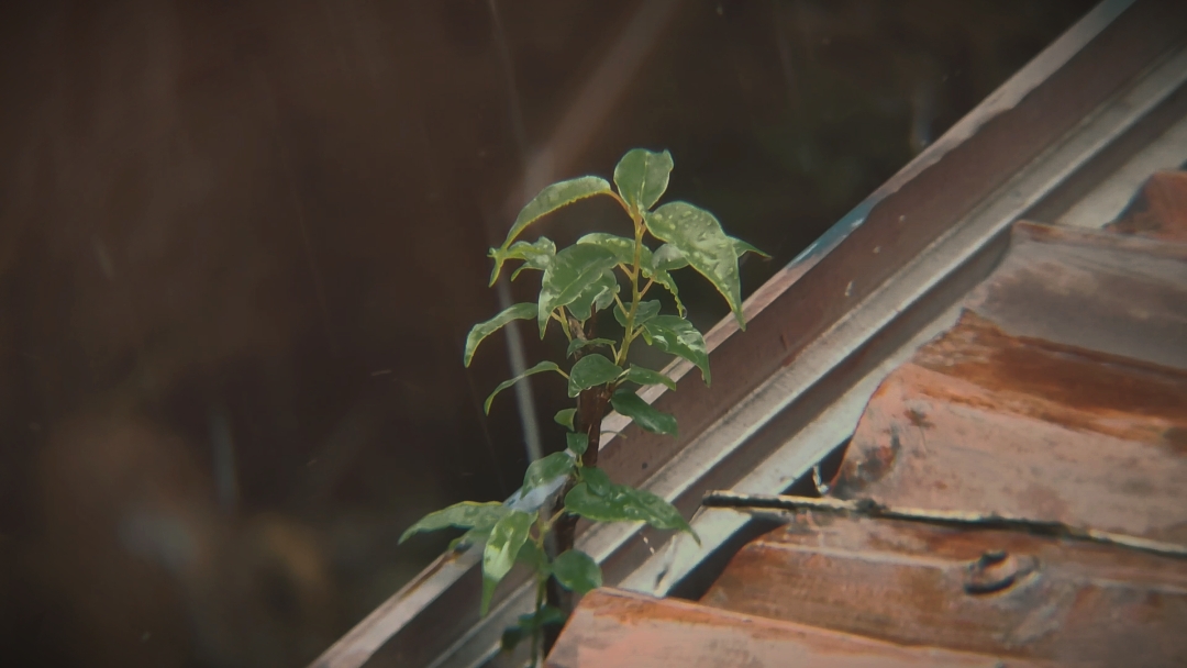 Rain in Cinematic 