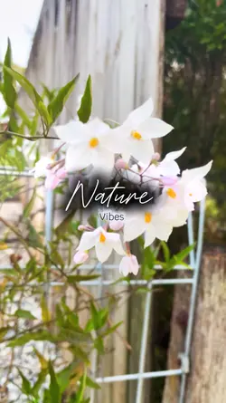 Nature vibes