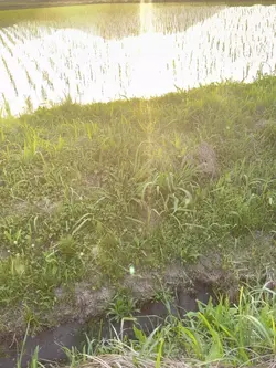 夕日がきれいに見えた日