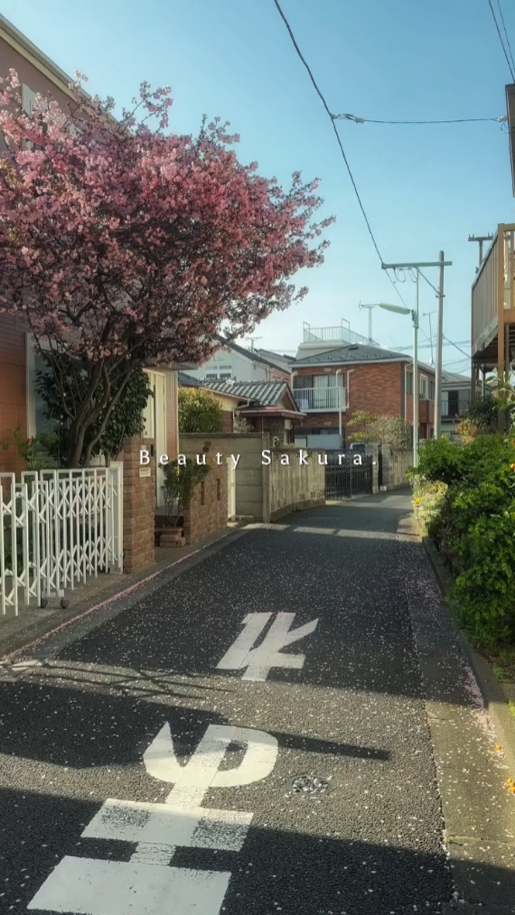 Schönheit Sakura 