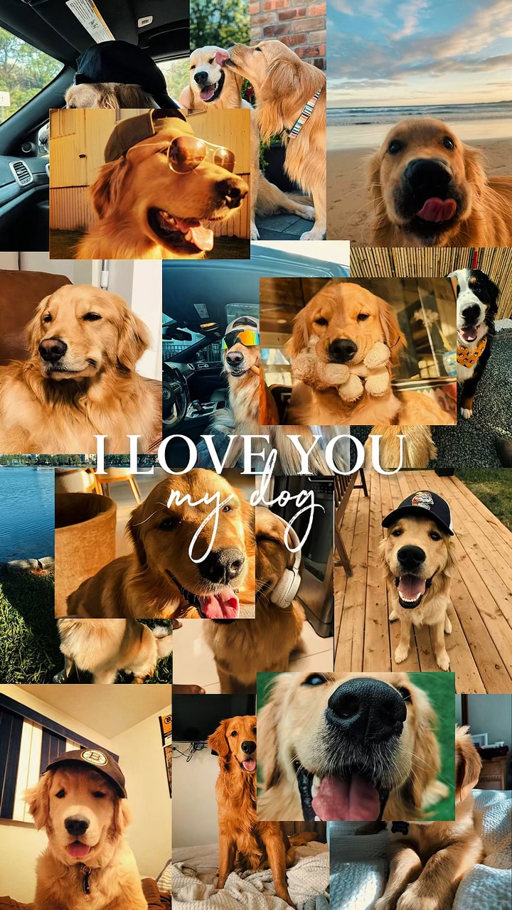 My dog