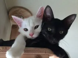 black & white