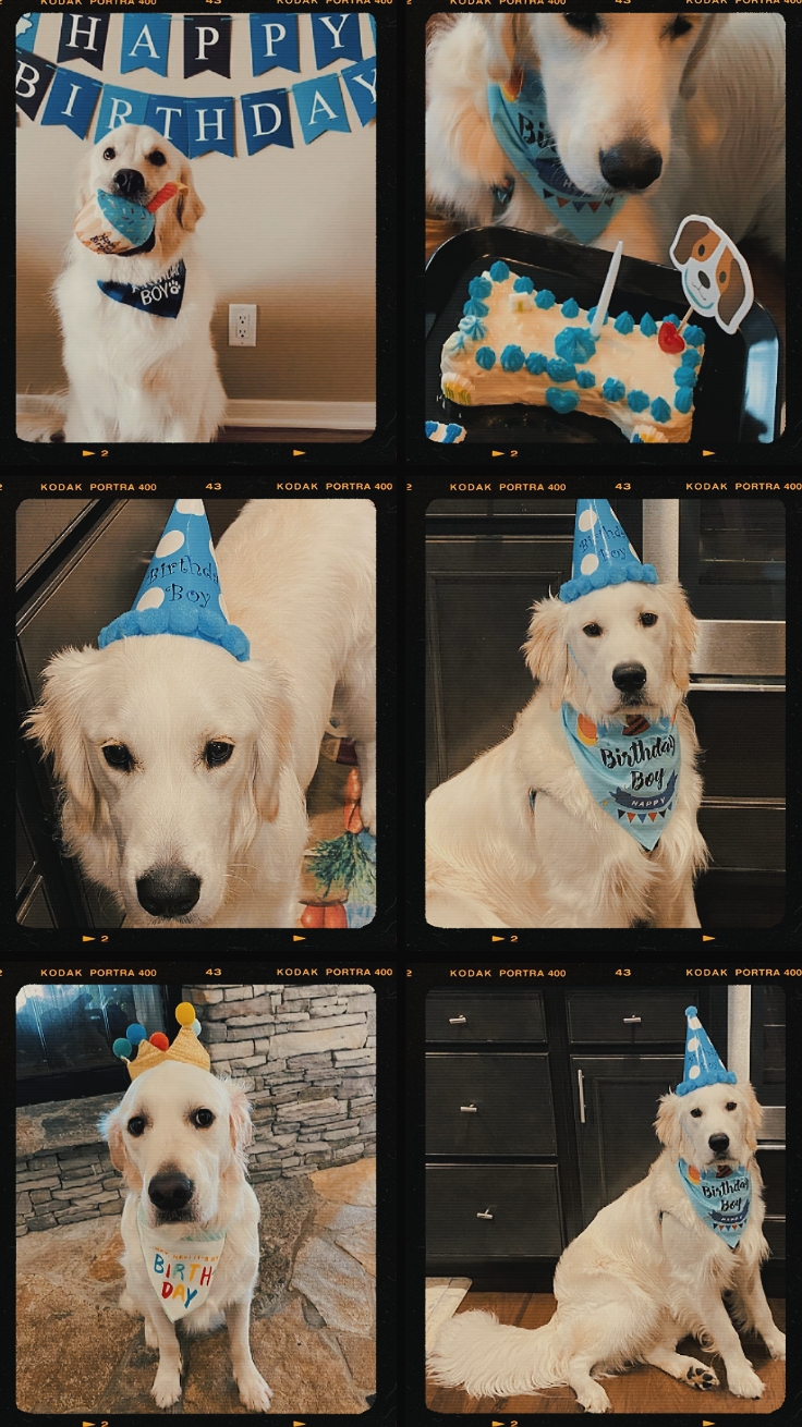 Cumpleaños mi perro / mascota
