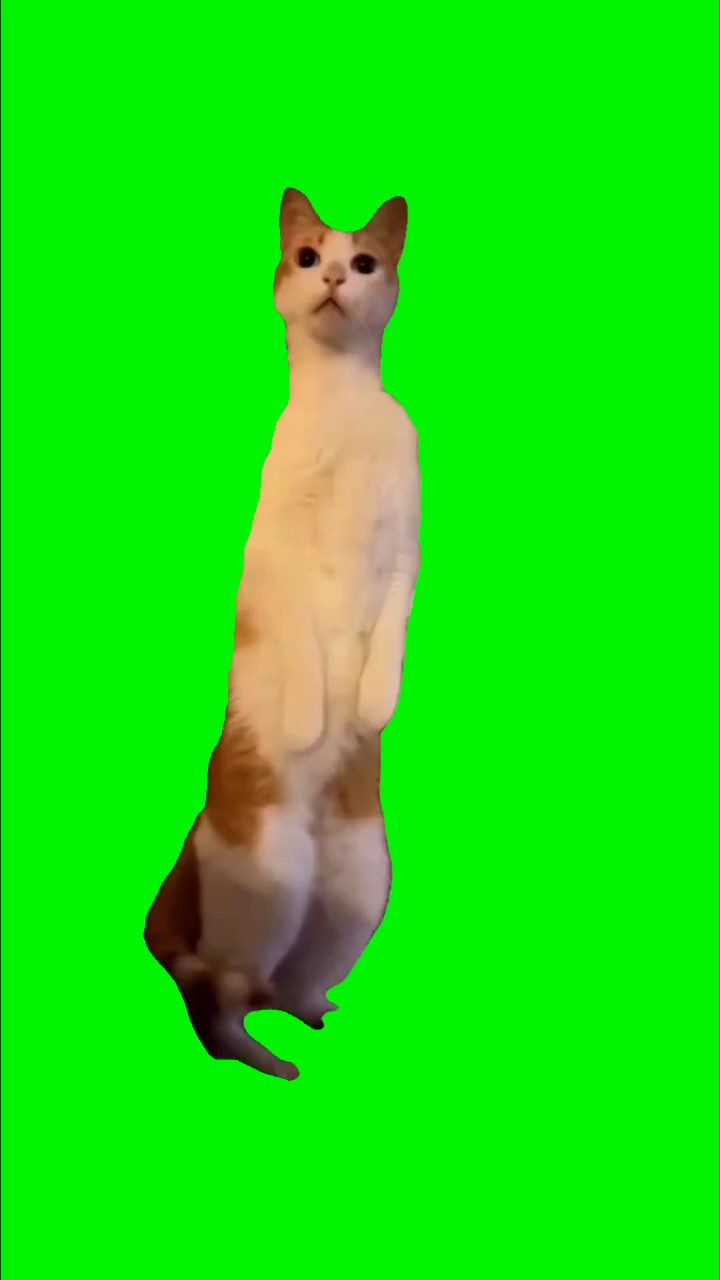 funny cat meme 