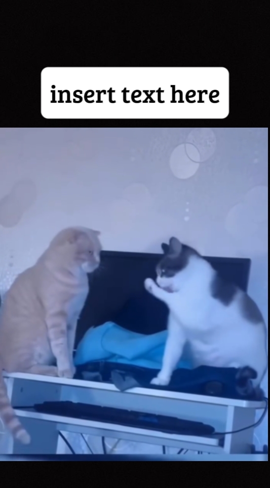 kediler komik anlar
