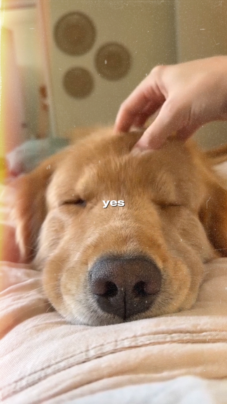 my beloved dog