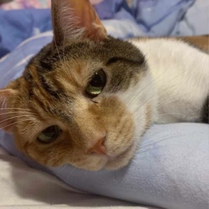 Edición de gato