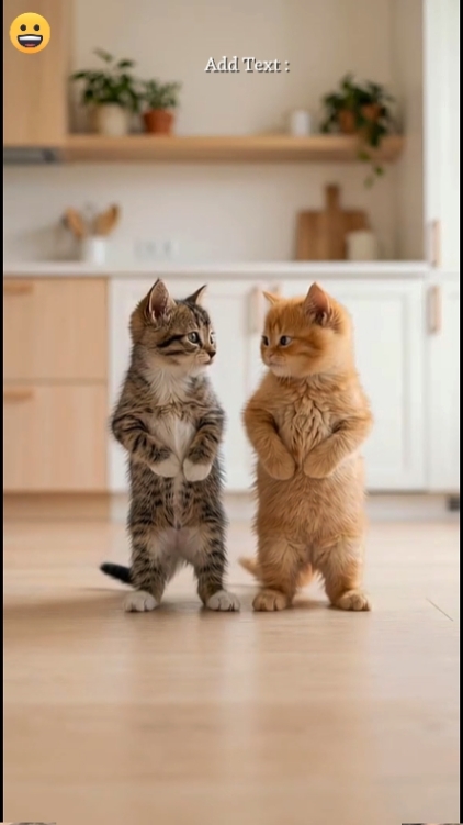 Chat drôle