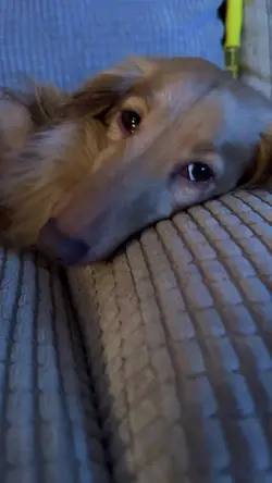 I like this dog